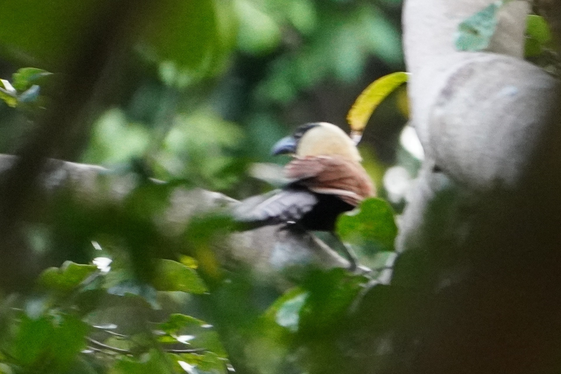 Black-faced Coucal (Centropus melanops), photo 1