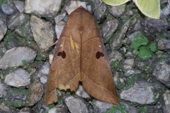 Thyas coronata