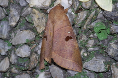 Thyas coronata