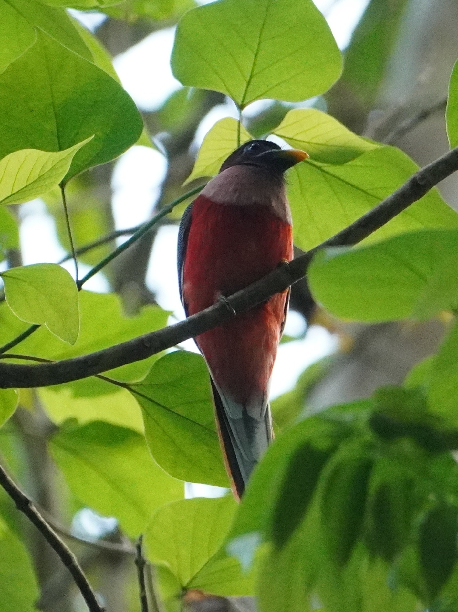 Philippine Trogon (Harpactes ardens), photo 1
