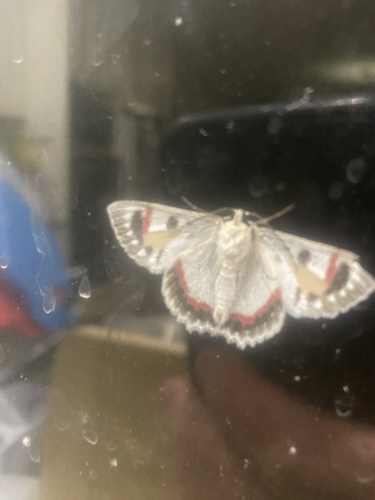 Red-lined Looper