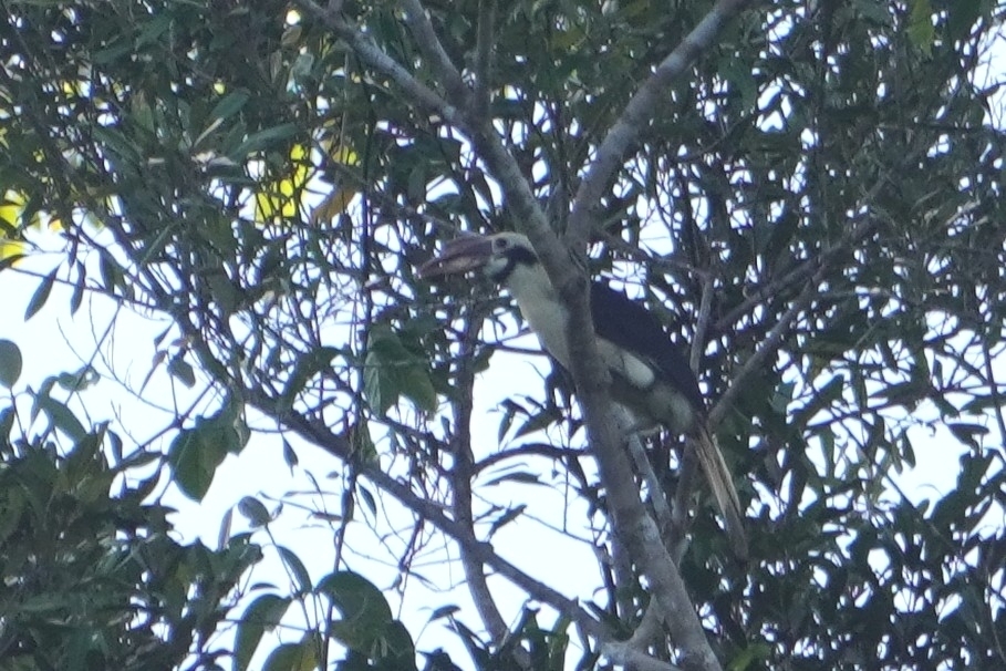Samar Hornbill (Penelopides samarensis), photo 1