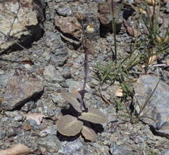 Caulanthus amplexicaulis barbarae