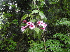 Dolichandra chodatii