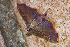 Endotricha minialis