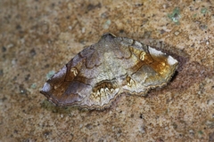 Pangrapta flavomacula