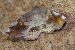 Pangrapta flavomacula