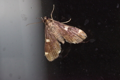 Piletocera aegimiusalis