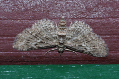 Eupithecia kuroshio