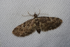 Eupithecia kuroshio