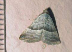 Eublemma mesophaea