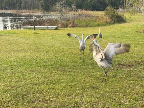 Grus canadensis image
