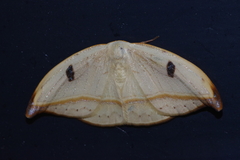 Callidrepana melanonota