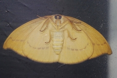 Callidrepana melanonota