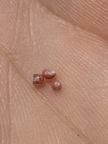 Collonista, 2026-05-02