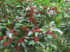 Ilex ficoidea