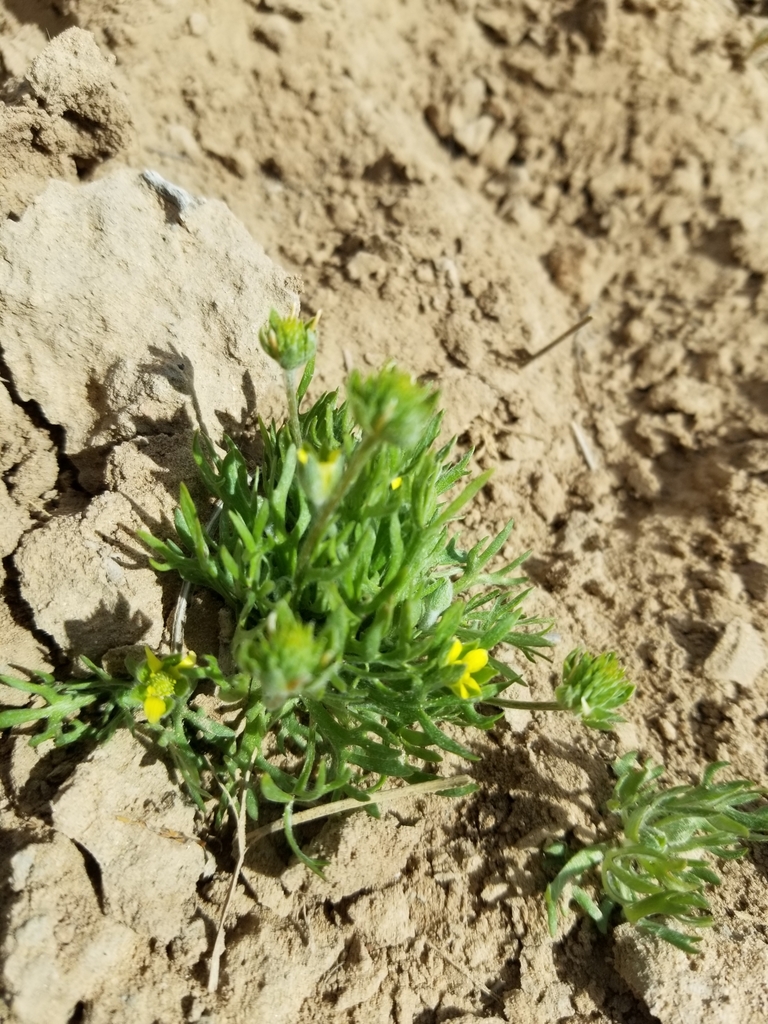 Curveseed Butterwort from Kane County, UT, USA on March 30, 2020 at 03