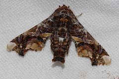 Eutelia adulatricoides