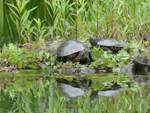 Trachemys scripta