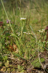 Draba muralis