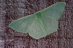 Thalassodes intaminata