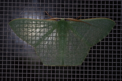 Thalassodes intaminata