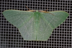 Thalassodes intaminata