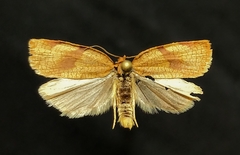 Aphelia alleniana
