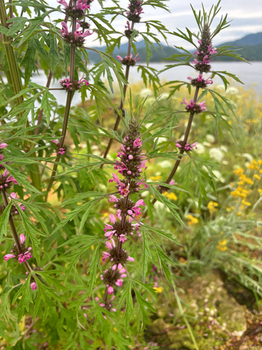 Chinese motherwort