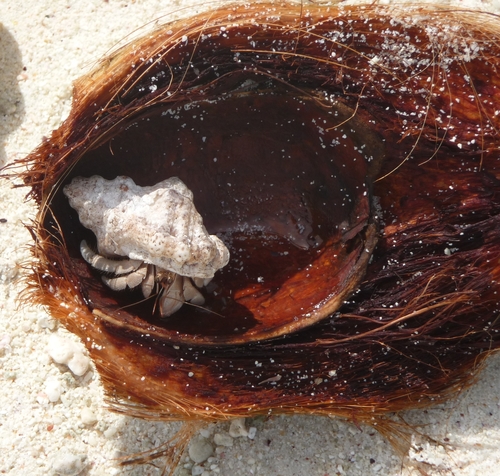 Coenobita rugosus