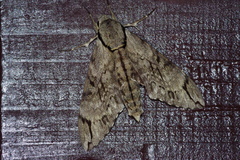Psilogramma increta