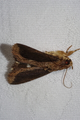 Ercheia dubia