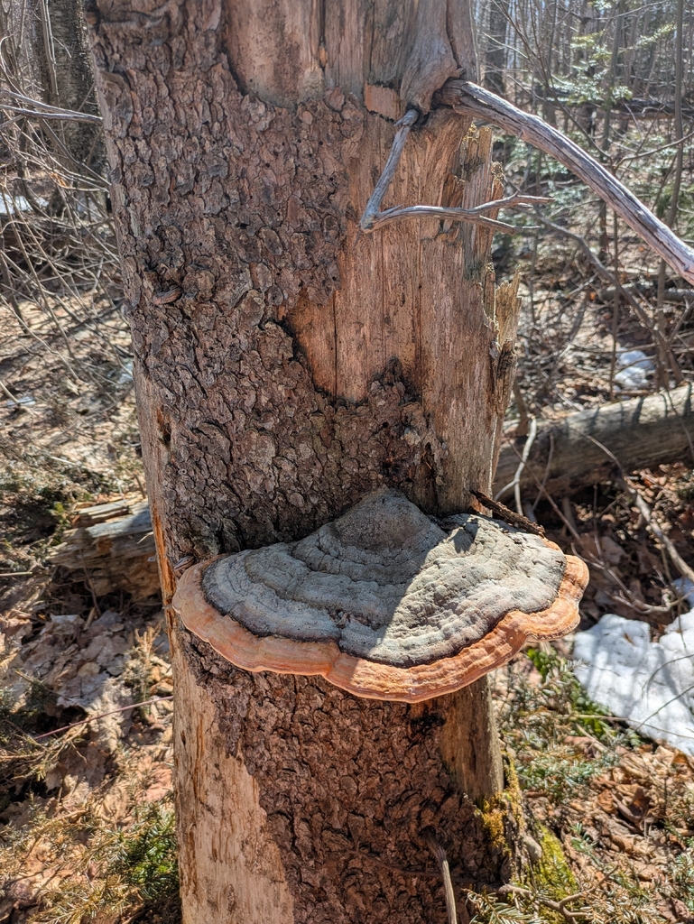 Fomitopsis mounceae · May 2026 · photo: © vlatassa (iNaturalist, cc0)