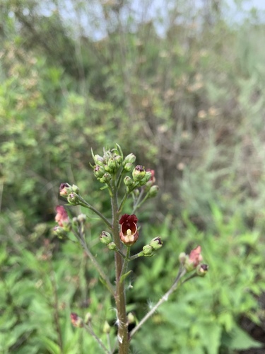 iNaturalist observation photo of California beeplant