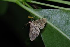 Lamprosema commixta