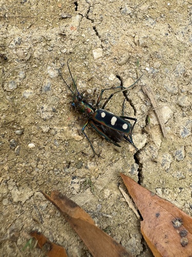 Golden-spotted Tiger Beetle