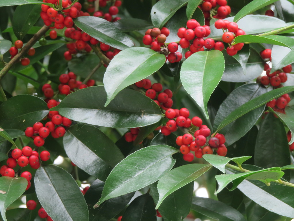 Ilex ficoidea