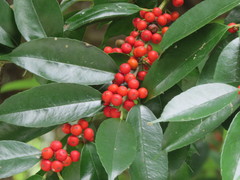 Ilex ficoidea
