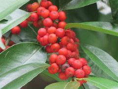 Ilex ficoidea