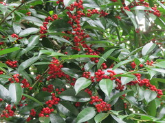 Ilex ficoidea