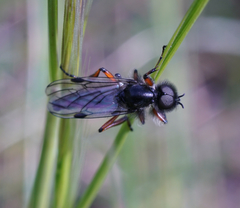 Bibio xanthopus