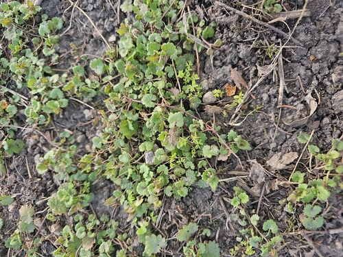 ground-ivy