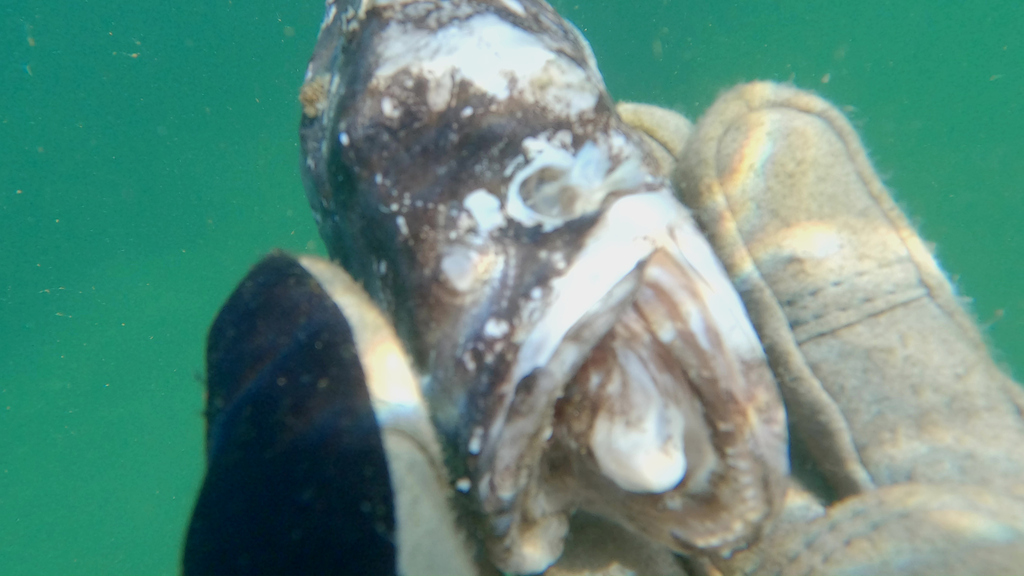 Chileense lichtmatroos (Aphos porosus) — Batrachoididae