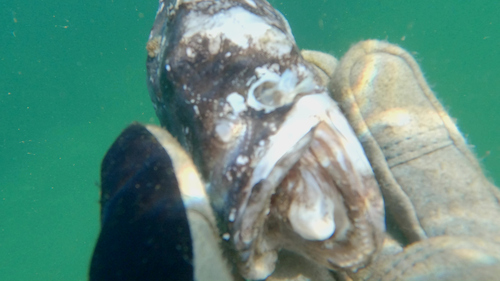 Banded toadfish (Aphos porosus) — Batrachoididae