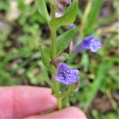 Scutellaria parvula