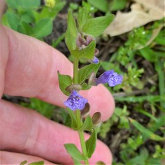 Scutellaria parvula