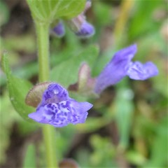 Scutellaria parvula