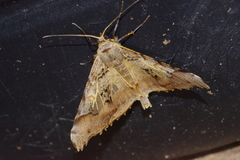 Krananda semihyalina