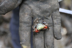 Parasesarma brevicristatum