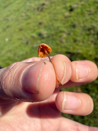 iNaturalist observation photo of Common Gilled Mushrooms and Allies